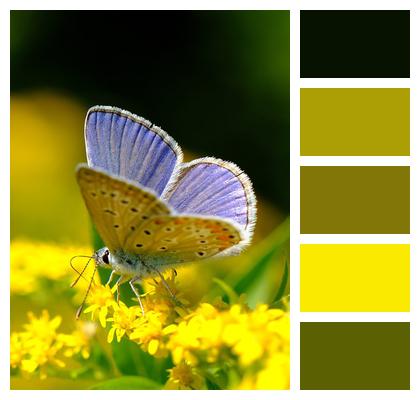 Flowers Butterfly Common Blue Butterfly Image